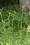 Leafy bulrush